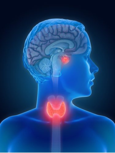 3d-illustration-of-the-thyroid-gland-and-pituitary-gland-part-of-the-picture-id1133547286-1